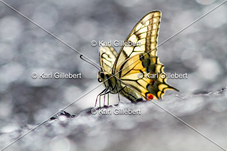 Karl-Gillebert-machaon-Papilio-machaon-4153.jpg
