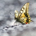 Karl-Gillebert-machaon-Papilio-machaon-4153