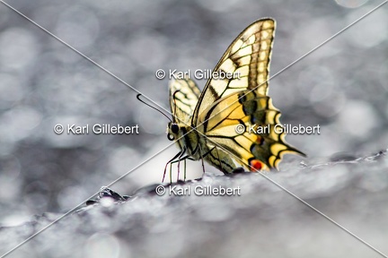 Karl-Gillebert-machaon-Papilio-machaon-4153