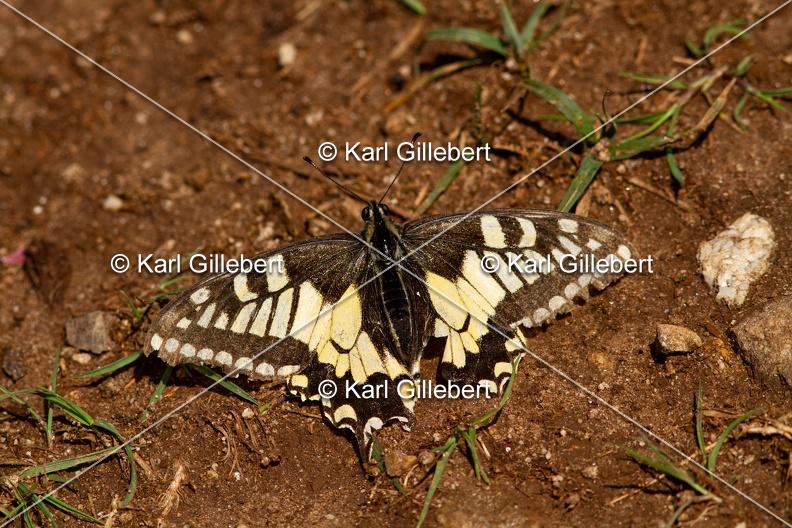 Karl-Gillebert-machaon-Papilio-machaon-4167.jpg