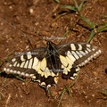 Karl-Gillebert-machaon-Papilio-machaon-4167