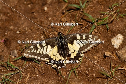 Karl-Gillebert-machaon-Papilio-machaon-4167