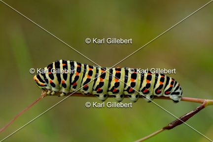 Karl-Gillebert-machaon-Papilio-machaon-5839