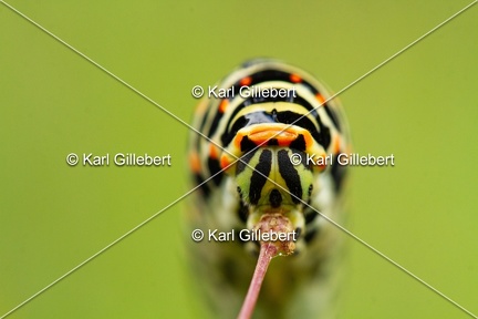 Karl-Gillebert-machaon-Papilio-machaon-5847