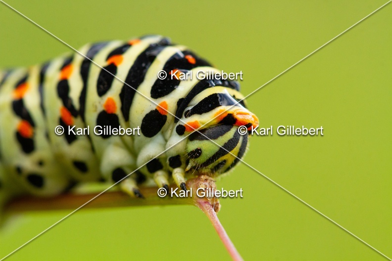 Karl-Gillebert-machaon-Papilio-machaon-5856.jpg