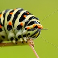 Karl-Gillebert-machaon-Papilio-machaon-5856