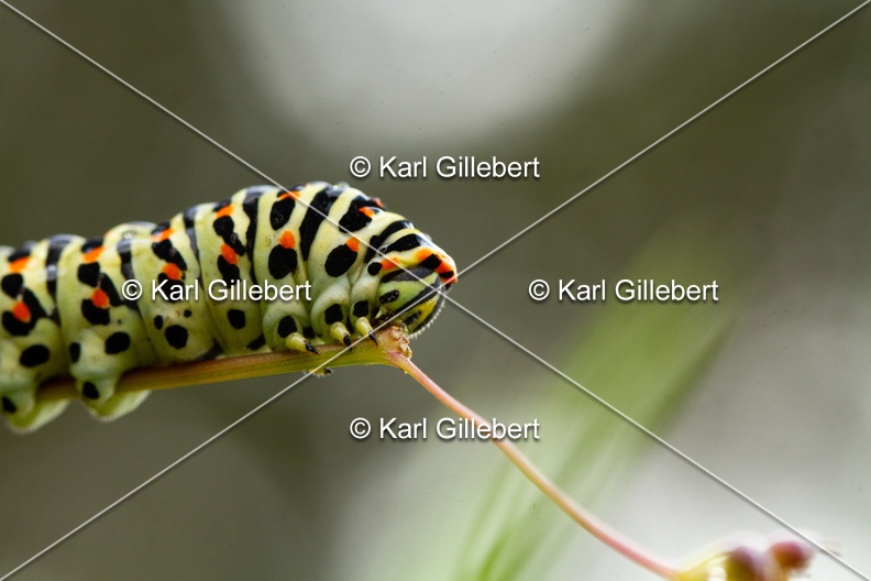Karl-Gillebert-machaon-Papilio-machaon-5858.jpg