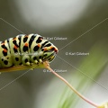 Karl-Gillebert-machaon-Papilio-machaon-5858