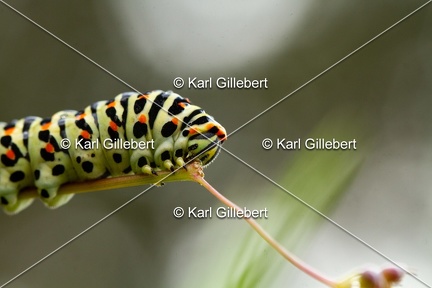 Karl-Gillebert-machaon-Papilio-machaon-5858