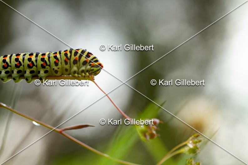 Karl-Gillebert-machaon-Papilio-machaon-5862.jpg