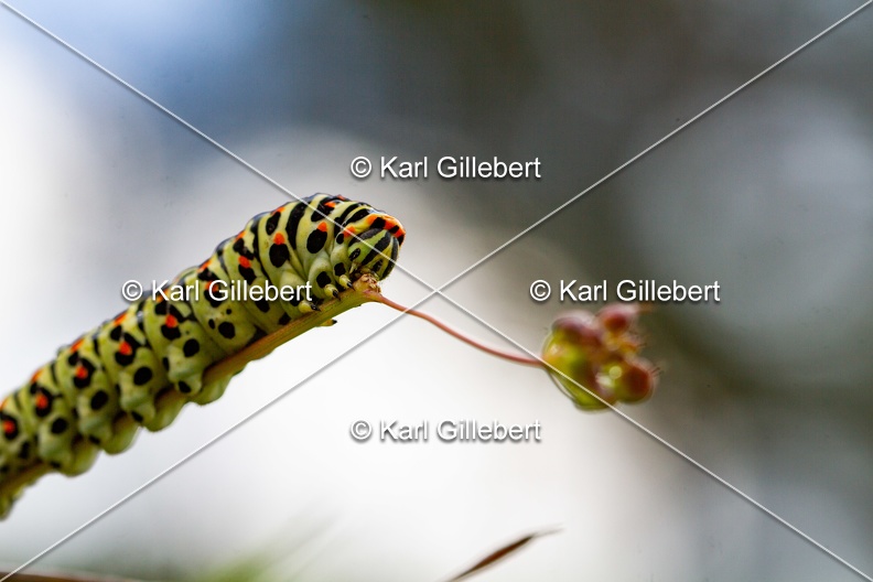 Karl-Gillebert-machaon-Papilio-machaon-5866.jpg