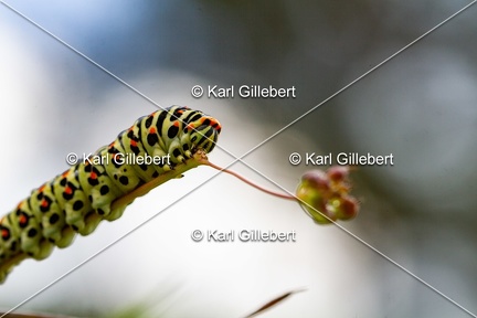 Karl-Gillebert-machaon-Papilio-machaon-5866
