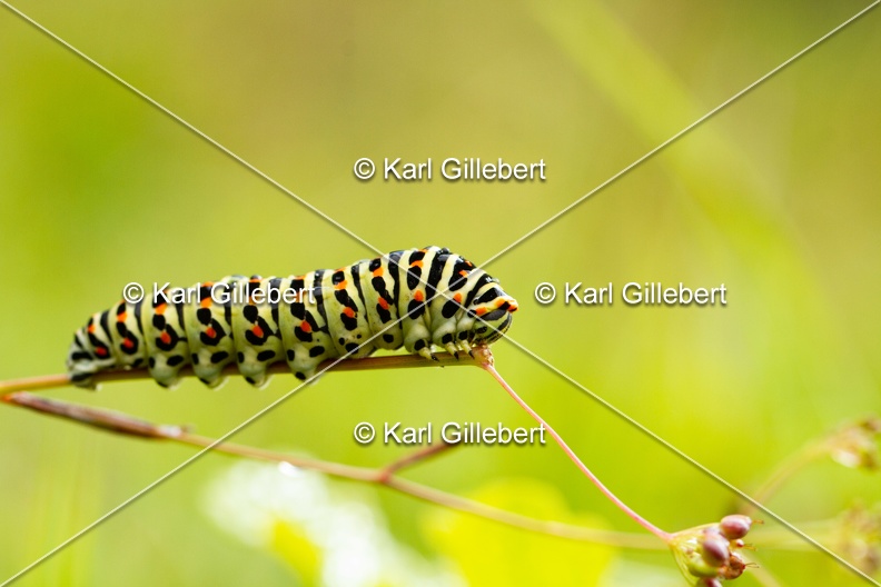 Karl-Gillebert-machaon-Papilio-machaon-5888.jpg