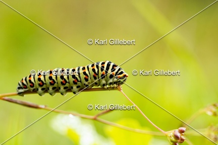 Karl-Gillebert-machaon-Papilio-machaon-5888