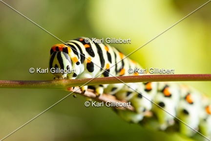 Karl-Gillebert-machaon-Papilio-machaon-6297