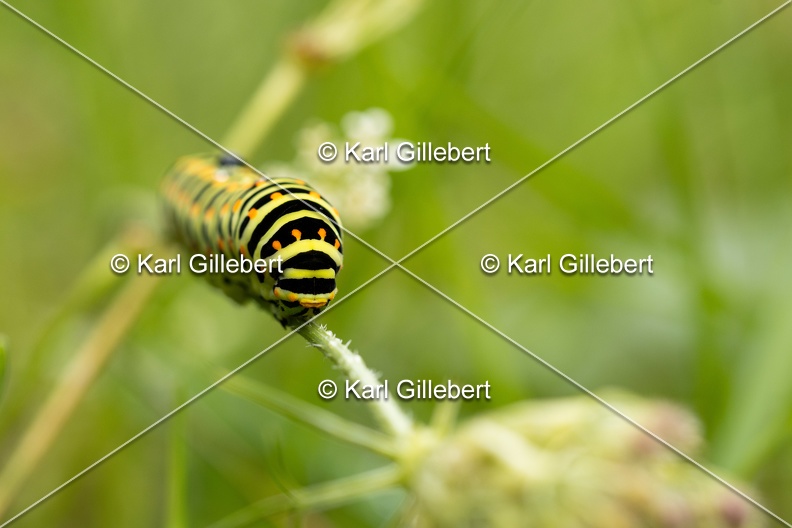 Karl-Gillebert-machaon-Papilio-machaon-8083.jpg