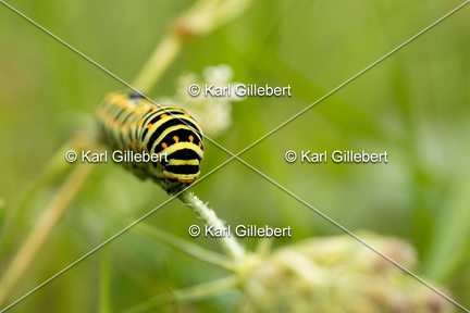 Karl-Gillebert-machaon-Papilio-machaon-8083