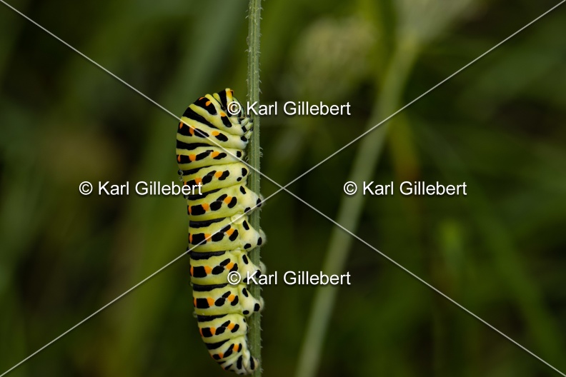 Karl-Gillebert-machaon-Papilio-machaon-8140.jpg