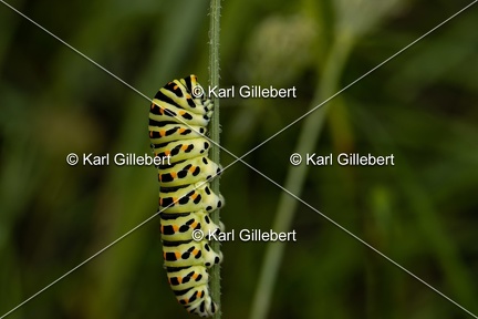 Karl-Gillebert-machaon-Papilio-machaon-8140
