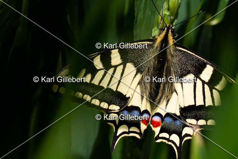 Karl-Gillebert-machaon-Papilio-machaon-8949.jpg