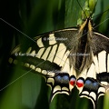Karl-Gillebert-machaon-Papilio-machaon-8949