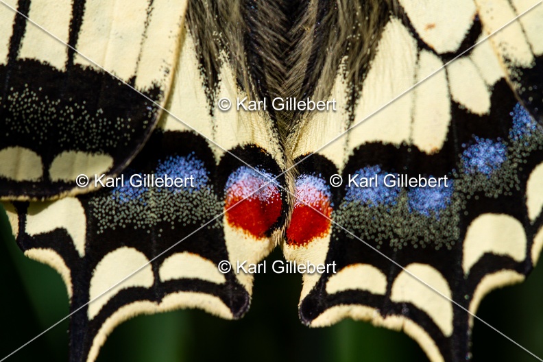 Karl-Gillebert-machaon-Papilio-machaon-8958.jpg