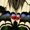 Karl-Gillebert-machaon-Papilio-machaon-8958