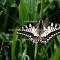 Karl-Gillebert-machaon-Papilio-machaon-8960