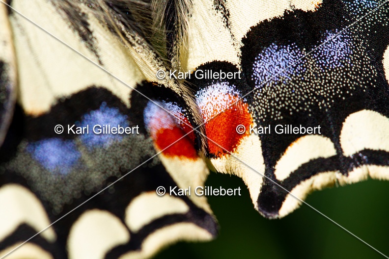Karl-Gillebert-machaon-Papilio-machaon-8992.jpg
