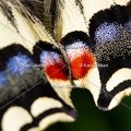 Karl-Gillebert-machaon-Papilio-machaon-8992