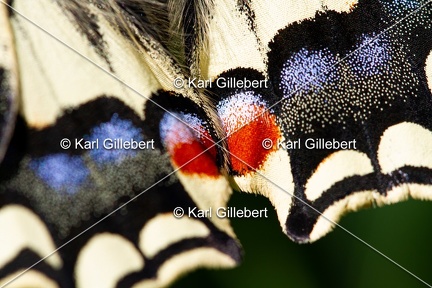 Karl-Gillebert-machaon-Papilio-machaon-8992