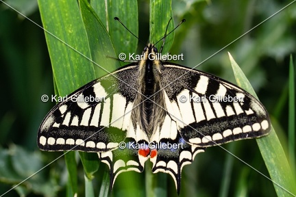 Karl-Gillebert-machaon-Papilio-machaon-9010