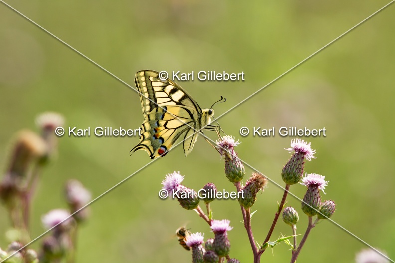 Karl-Gillebert-machaon-Papilio-machaon-0005.jpg