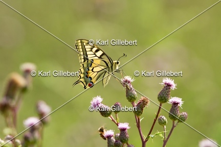 Karl-Gillebert-machaon-Papilio-machaon-0005