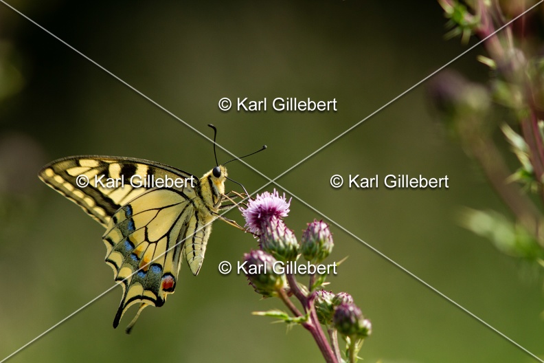 Karl-Gillebert-machaon-Papilio-machaon-0017.jpg