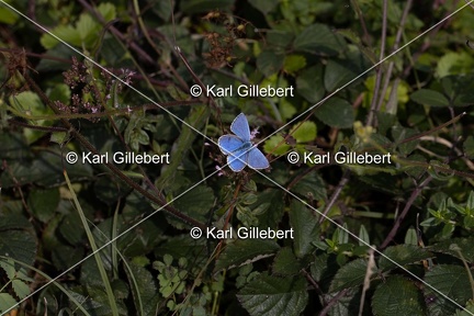 Karl-Gillebert-Argus-bleu-celeste-2352