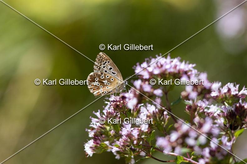 Karl-Gillebert-Argus-bleu-nacre-Lysandra-coridon-2343.jpg