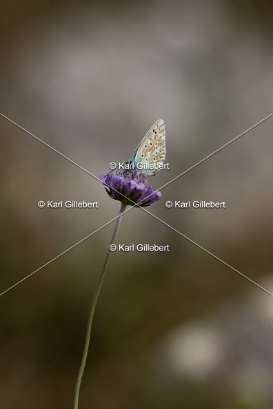 Karl-Gillebert-Argus-bleu-nacre-Lysandra-coridon-2497.jpg