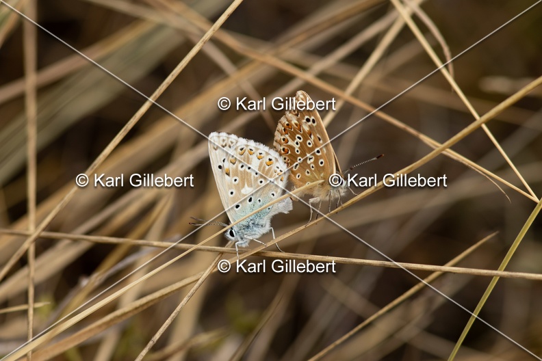 Karl-Gillebert-Argus-bleu-nacre-Lysandra-coridon-4649.jpg