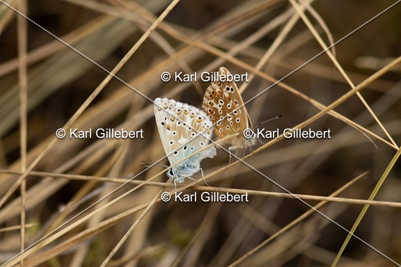 Karl-Gillebert-Argus-bleu-nacre-Lysandra-coridon-4649