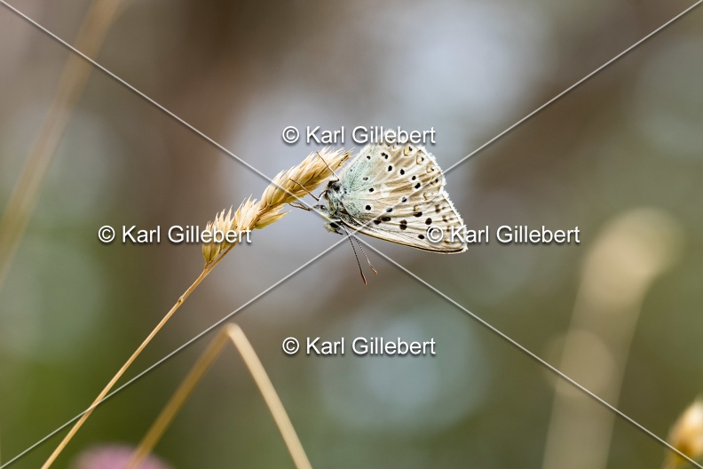 Karl-Gillebert-Argus-bleu-nacre-Lysandra-coridon-4844.jpg