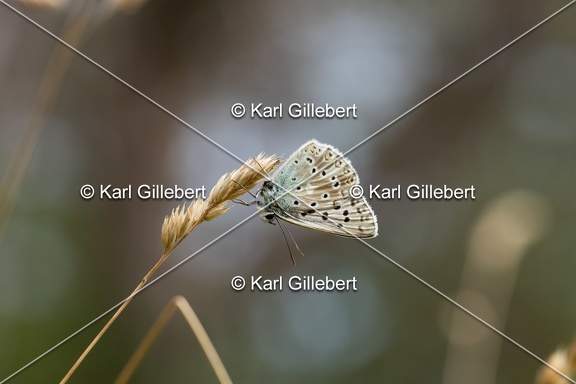 Karl-Gillebert-Argus-bleu-nacre-Lysandra-coridon-4855