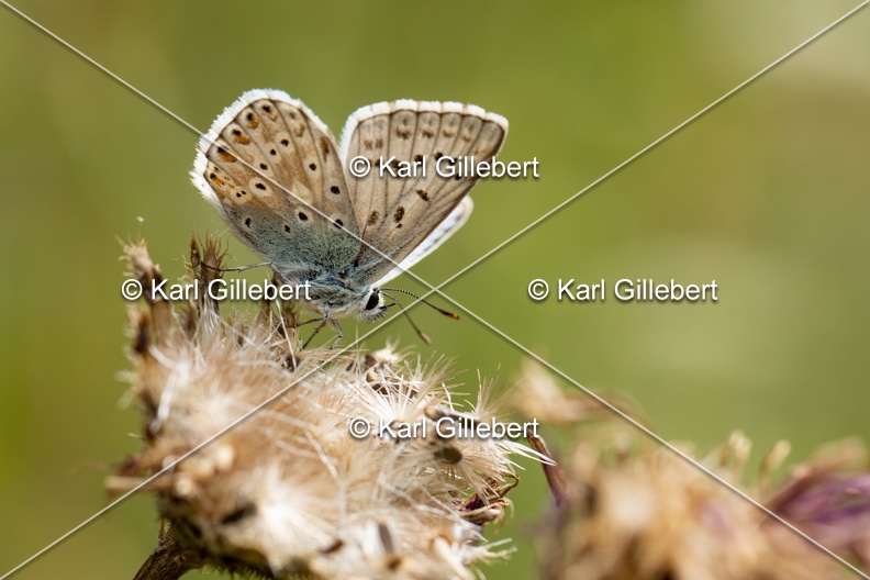 Karl-Gillebert-Argus-bleu-nacre-Lysandra-coridon-4862.jpg