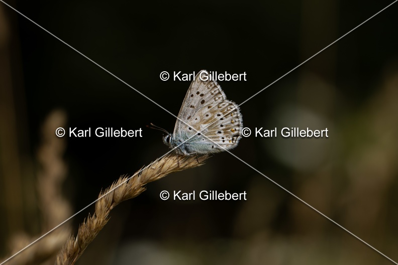 Karl-Gillebert-Argus-bleu-nacre-Lysandra-coridon-4875.jpg