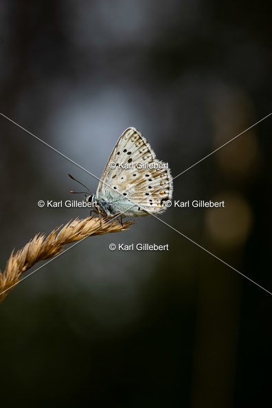 Karl-Gillebert-Argus-bleu-nacre-Lysandra-coridon-4885.jpg