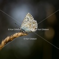 Karl-Gillebert-Argus-bleu-nacre-Lysandra-coridon-4885