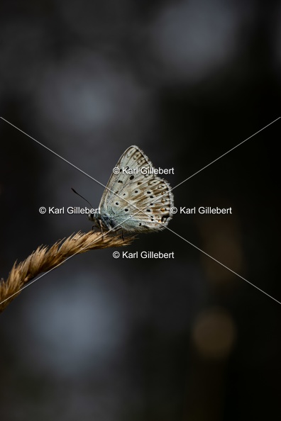 Karl-Gillebert-Argus-bleu-nacre-Lysandra-coridon-4889.jpg