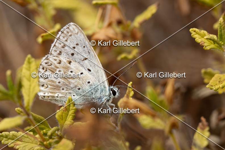 Karl-Gillebert-Argus-bleu-nacre-Lysandra-coridon-5500.jpg