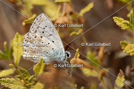Karl-Gillebert-Argus-bleu-nacre-Lysandra-coridon-5500