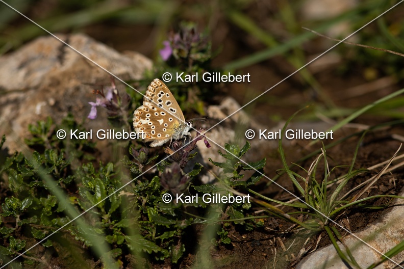 Karl-Gillebert-Argus-bleu-nacre-Lysandra-coridon-9509.jpg